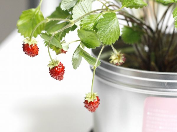 ��ȥ륬���ǥ�ץ����磻��ɥ��ȥ��٥꡼�����ݥ��åȡ����ݥ��åȡ�����Բġ�[02]