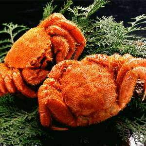【北海道産】ボイル毛ガニ姿（約350g×2尾）【代引不可】[21]