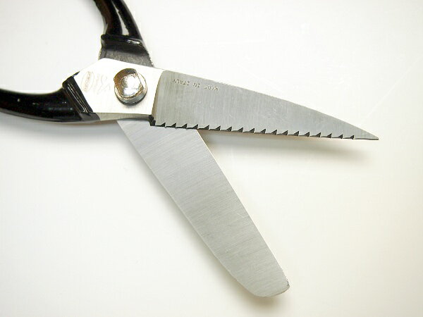 �ץ�ޥå��� ���ڤ���215mm(��Ϸ���� �졼��������ե� ��˥ ��� �����ꥢ��)