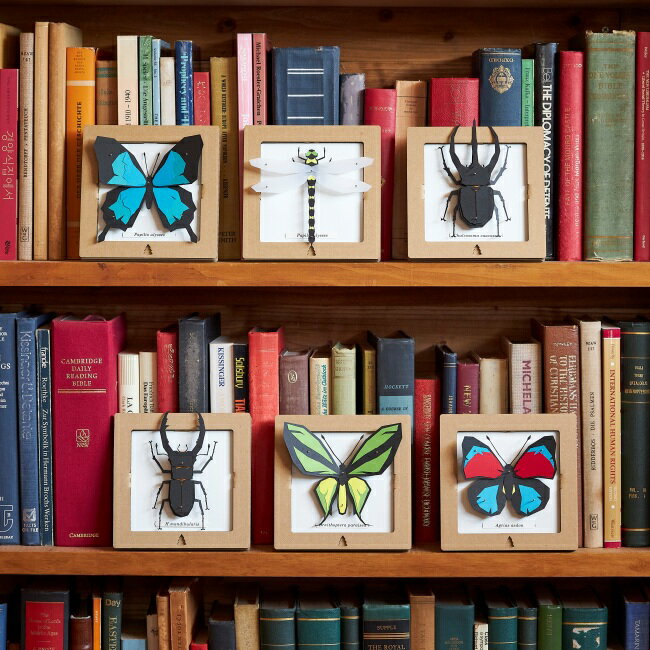 組み立てて飾るインテリア!SQAR(スクウェア)【ペーパークラフト キット 紙 安全 標本 昆虫 蝶 カブトムシ クワガタ】