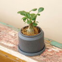 セメント素材に色を乗せたポット!”TRONCO(トロンコ)”Ciment Pipe-medium【植木鉢 底穴 受け皿 インテリア】
