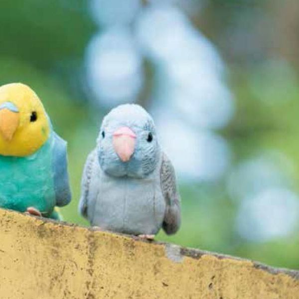 リアルで優しいぬいぐるみ！”100+1”マメルリハインコ インテリア雑貨＆キッチン雑貨のお店hono おしゃれ かわいい プレゼント ギフト 内祝い 小物