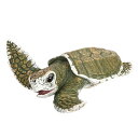 ”Safari(サファリ)”Incredible Creatures(驚くべき生物達)ケンプヒメウミガメベビー【フィギュア 動物 レプリカ コレクション】インテ...