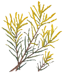 マギーティスランド ティートゥリー エッセンシャルオイル 12ml