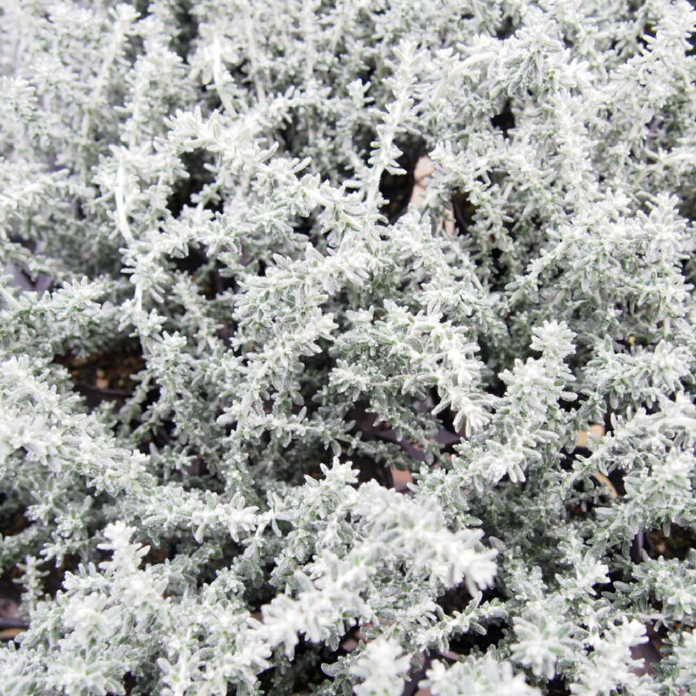 ʲ1