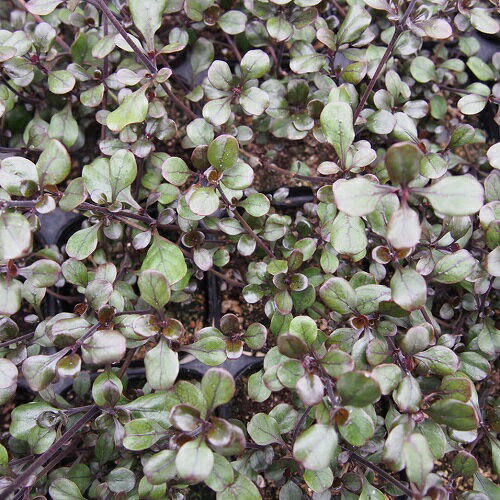 【常緑低木】　コプロスマ　ブロックケイ　【カラーリーフ】のサムネイル