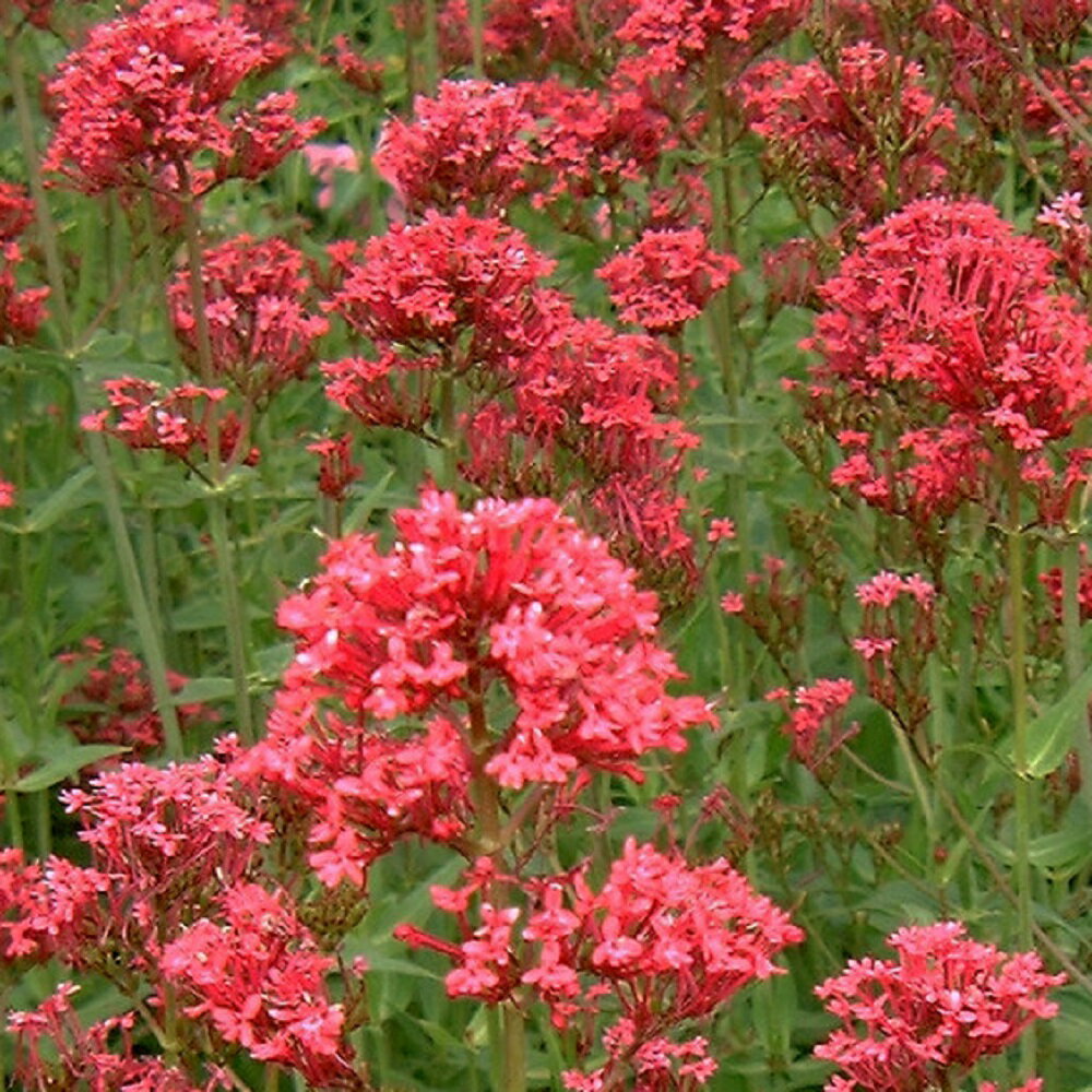 【宿根草】 セントランサス （ベニカノコソウ） コッキネウス 【イングリッシュガーデン】