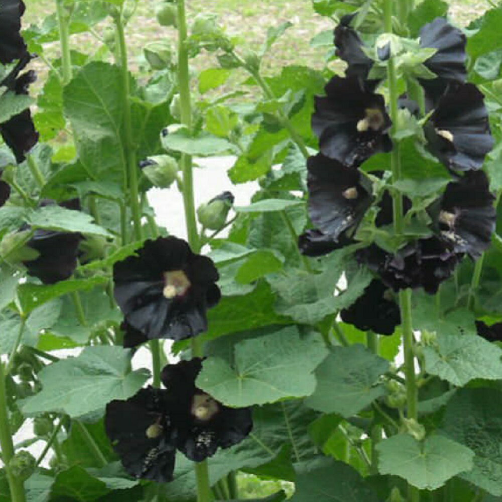 【宿根草】 アルセア ニグラ （ホリホック） 【イングリッシュガーデン】