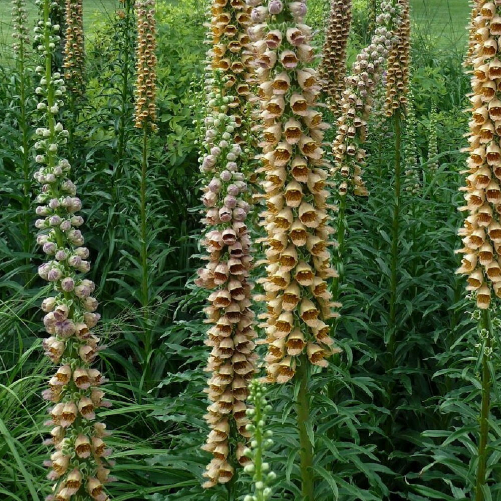 【花壇】ジギタリス　ゲルバーハロルド【イングリッシュガーデン】のサムネイル