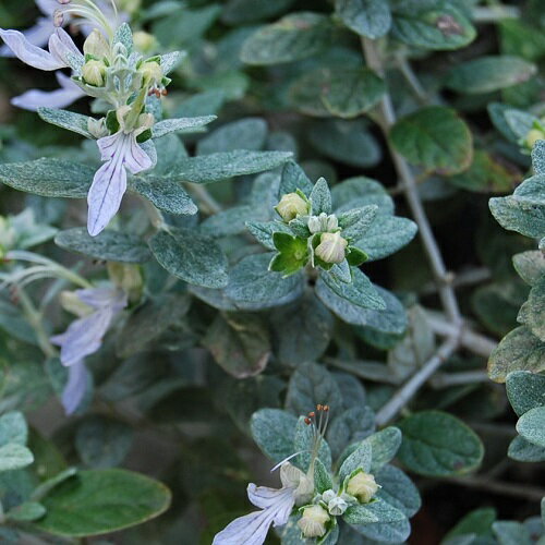 ߤʤβֲ󡡤ۤΤ㤨֡ھڡ ĥ꡼㡼ޥ ڥ顼꡼աۡפβǤʤ442ߤˤʤޤ