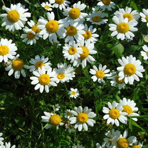 【多年草】 シロバナムシヨケギク ( 除虫菊) 【ハーブ】