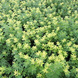 【多年草】 ロータス ブリムストーン 【イングリッシュガーデン】【カラーリーフ】