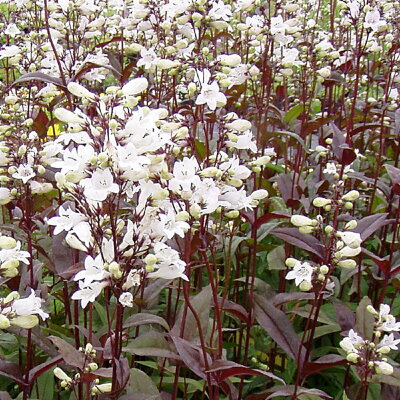 ペンステモン 植物図鑑 ペンステモン 植物図鑑