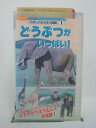 ◎ 購入前にご確認ください ◎ □商品説明 ○中古品（レンタル落ち・販売落ち）のVHSビデオテープになります。 ※DVDではありませんのでご注意ください！ ○中古レンタル落ちビデオの為、ジャケットに日焼け、稀なノイズ、音の歪がある場合がございます。 □発送について 〇安価にて提供するため、R2年4月1日発送分よりVHS外箱を除く内箱・ジャケットを防水のための袋に入れ発送させていただくことといたします。 〇ただし、本体価格が1,000円以上のVHS又は3本以上のおまとめ購入の場合は従来通り外箱付きにて発送させていただきます。（離島除く） 〇上記の場合、佐川急便の宅配便にて発送させていただきます。 ○ケース・パッケージ・テープ本体に汚れや傷、シール等が貼ってある場合があります。可能な限りクリーニング致します。 ○本体代金1,000円以下のVHSに関しては映像、音声のチェックは基本的に行っていませんので、神経質な方のご入札はお控えください。 ○受注受付は24時間行っておりますが、別サイト併売の為、品切れの際は申し訳ございませんがキャンセルとさせていただきます。 その際、必ずメールにてご連絡させていただきますが、お客様の設定によっては受信できない可能性もございます。