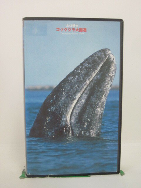 H5 44794 【中古・VHSビデオ】「コクジラ大回遊」　企画・撮影：水口博也　構成・演出:大川潤子