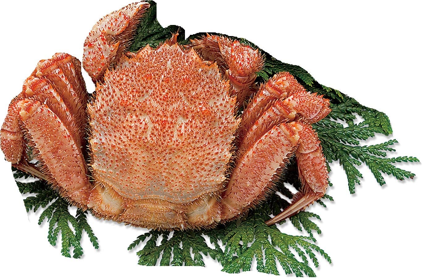 送料無料 「北海道オホーツク海産　ボイル毛がに　特大1尾（約650g）」 ギフト カニ 蟹 かに 毛蟹 毛が..