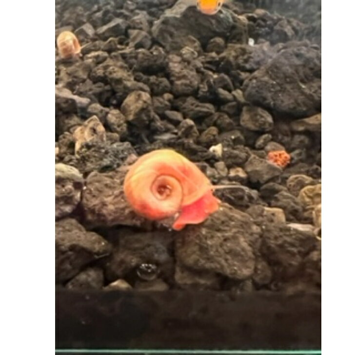 ��åɥ�ॺ�ۡ��� 5ɤ ���� ������� ����� �ҥ�ޥ����� �� �� ���� ����� �»Ĥ� �ݽ� �վ��ѳ� �����ݽ� ������ �������