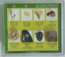 化石標本8種