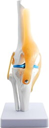 膝関 節模型 ひざ 靭帯 半月板 医療 学習用 モデル 台座 固定( 台座 固定)