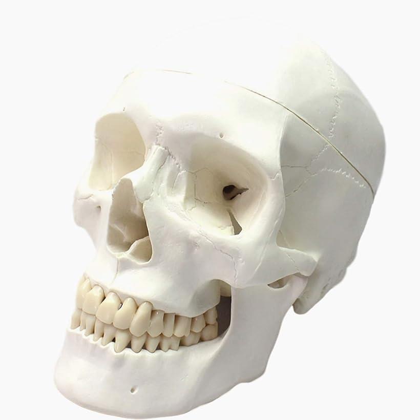 頭蓋骨 頭部 顎関節 人体 模型 可動 タイプ 学校 医学 教材 展示 装飾 デッサン 用( 実物大)