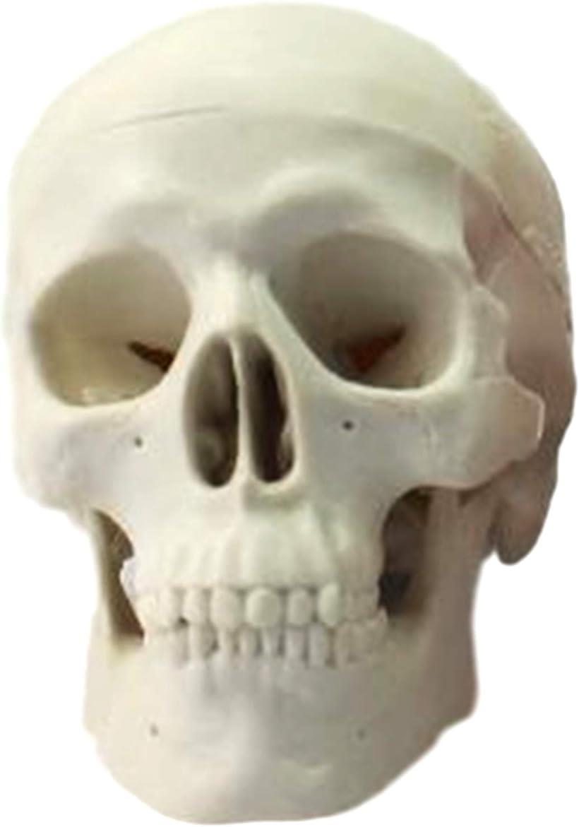 頭蓋骨 頭部 顎関節 人体 模型 可動 タイプ 学校 医学 教材 展示 装飾 デッサン 用( 小型)