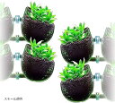 アクアリウム 水槽 オーナメント インテリア かくれ家 ガラス 植物 無 ポット(透明, スモール)