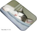 ねこタウン 猫ちゃんバスマット リアル 写真 癒し フランネル素材 フロアマット 足ふきマット 40cmx60cm タイプG(40cmx60cm タイプG)
