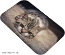 ねこタウン 猫ちゃんバスマット リアル 写真 癒し フランネル素材 フロアマット 足ふきマット 40cmx60cm タイプB(40cmx60cm タイプB)