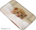 ねこタウン 猫ちゃんバスマット リアル 写真 癒し フランネル素材 フロアマット 足ふきマット 40cmx60cm タイプC(40cmx60cm タイプC)