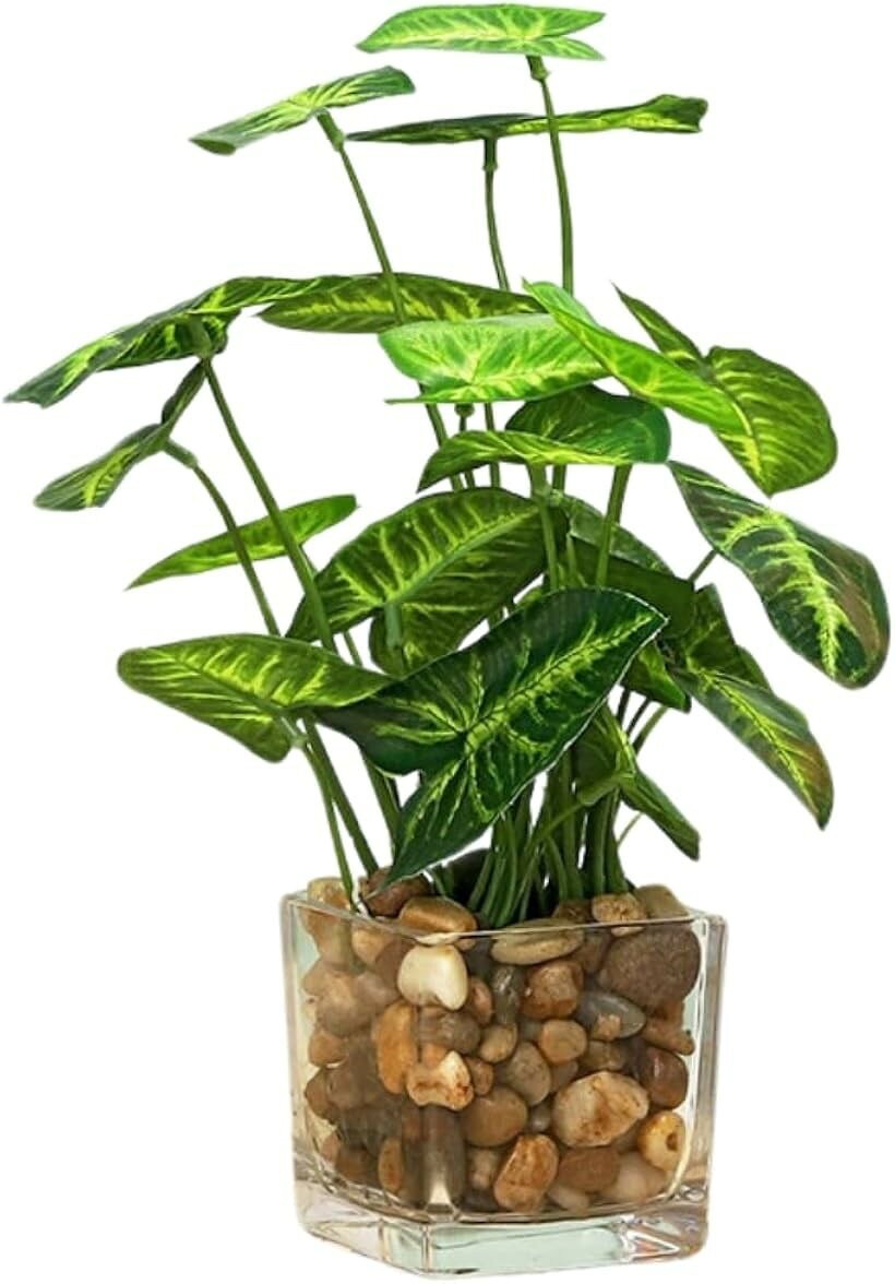 楽天市場】観葉植物 タロイモの通販