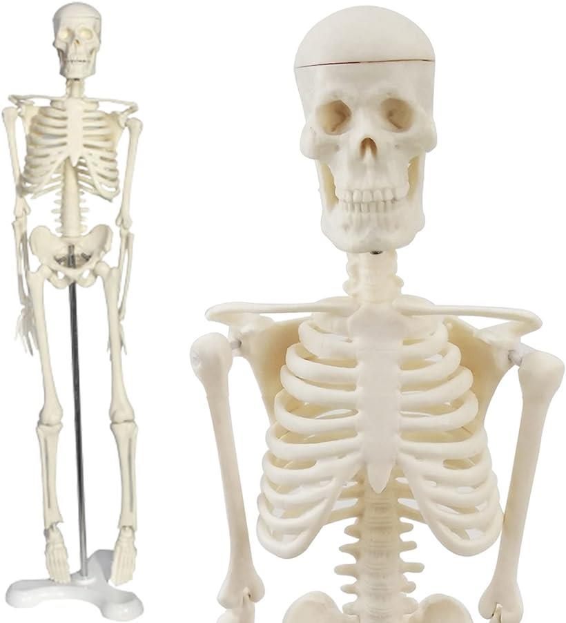 人体模型 骨格模型 45cm 1/4モデル 人形 骨格標本( オフホワイト, 高さ：45cm)