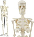 人体模型 骨格模型 45cm 1/4モデル 人形 骨格標本(オフホワイト, 高さ:45cm)