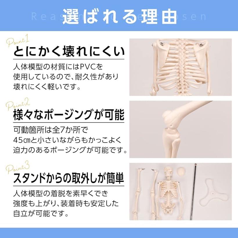 ホリックの人体模型 骨格模型 45cm 1/4モデル 人形 骨格標本 高さ：45cm (オフホワイト, 高さ：45cm)｜アングル3