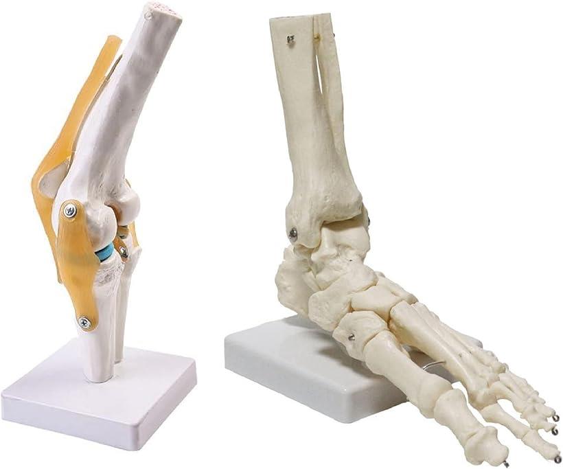 関節 模型 骨 医療 学習用 モデル
