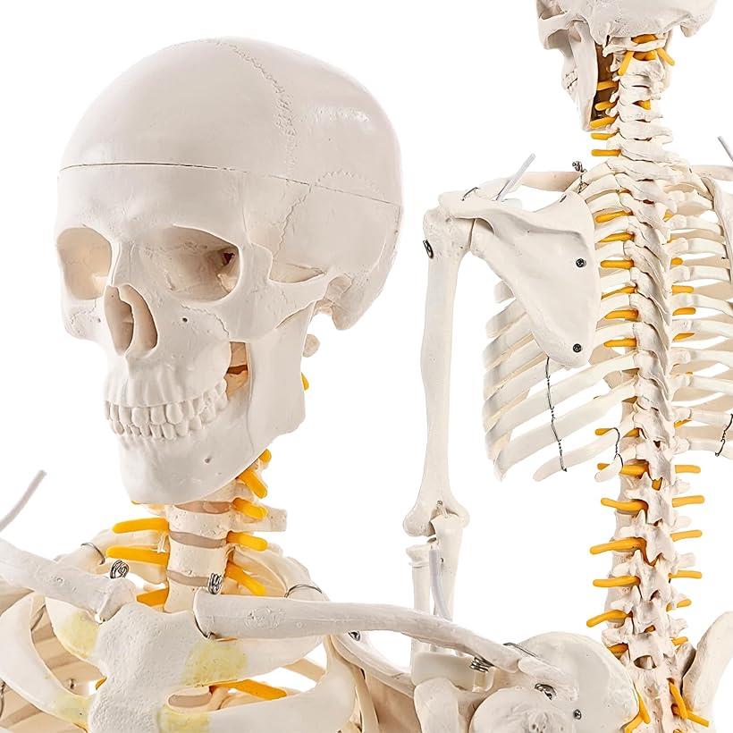 KIYOMARU リアルで再現性の高い1/2サイズの全身骨格模型 人体模型 骨模型 理学療法士監修 約85cm 骨格..