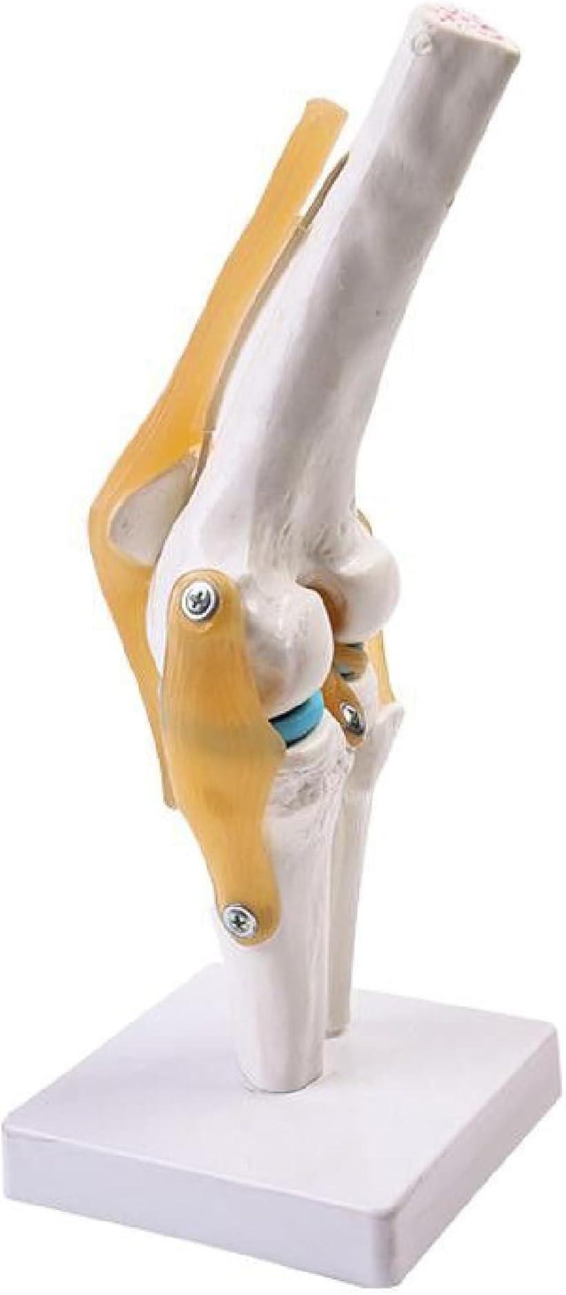 膝関節 模型 ひざ 靭帯 じん帯 半月板 足 骨 医療 学習用 モデル 骨格