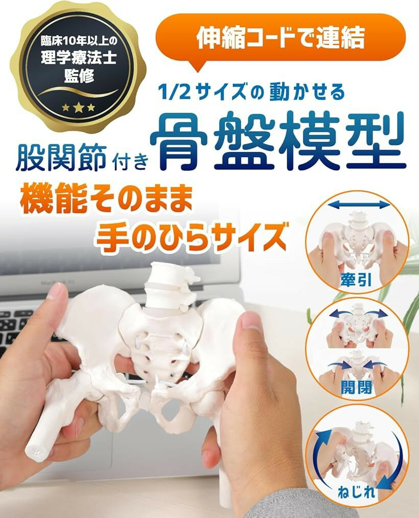 【楽天ランキング1位入賞】グイッと動かせる大腿骨付きミニ骨盤模型 人体模型 骨模型 理学療法士監修 骨格標本 伸縮コード 女性