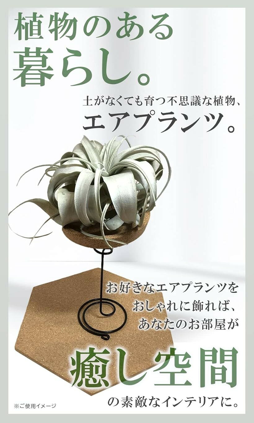 ホリックのエアプランツ ホルダー スタンド 観葉植物 本物 チランジア コルク へご (フルセットおまけ付き)｜アングル3
