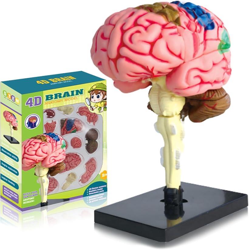 【楽天ランキング1位入賞】脳模型 脳解剖モデル 4D 組み立て式 パズル DIY 児童用 児童教育 学生 医療従事者向け 生物 科学 人体模型