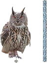 【楽天ランキング1位入賞】鳥避け 鳩よけ カラスよけ 鳥よけグッズ 烏除け 鳩よけグッズ 防鳥(フリー)