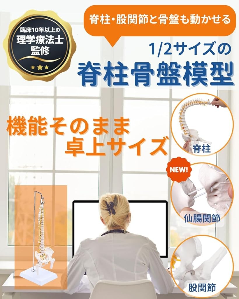 ホリックの【楽天ランキング1位入賞】1/2サイズ 高精度 グニャと背骨を動かせる ミニ脊柱模型 約45cm 人体模型 骨模型 骨格標本 骨盤 台座付き｜アングル2
