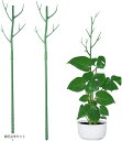 【楽天ランキング1位入賞】支柱 観葉植物 園芸 2本セット 添え木 支え イボ竹 観葉植物の支柱 モンステラ パキラ ポトス 細い ジョイント 固定 高さ 枝分...