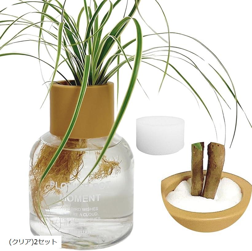 ハイドロカルチャー観葉植物育成キット