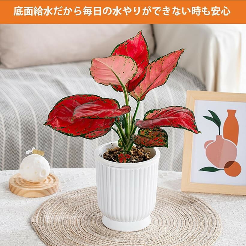 ���̵��ȭ 5�ĥ��å� ����ȭ ���տ�ʪ ���Ҥ��դ� �������� Ʃ�� (��Ʃ��)