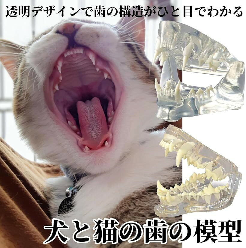 ホリックの【楽天ランキング1位入賞】プロ仕様 犬 猫 歯の模型 透明 ペット 口腔ケア 練習 動物病院 獣医 歯科 トリマー 獣医学 手術 指導用 (犬)｜アングル3
