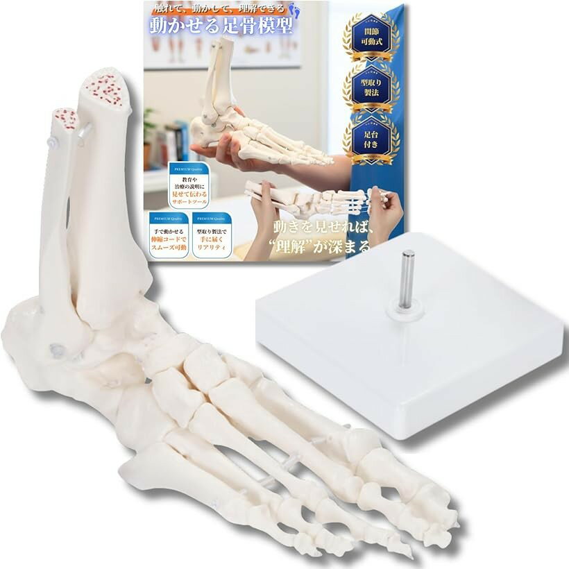 動かして理解できる 足骨模型 可動式 伸縮コード連結 人体模型 骨格模型 骨格標本 学習・説明用 足模型 (台座付き)