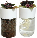 ハイドロカルチャー 水耕栽培 観葉植物 育成キット スポンジ付 透明 プラスチック ポット 円柱 SW2553((ホワイト)2セット, Small)