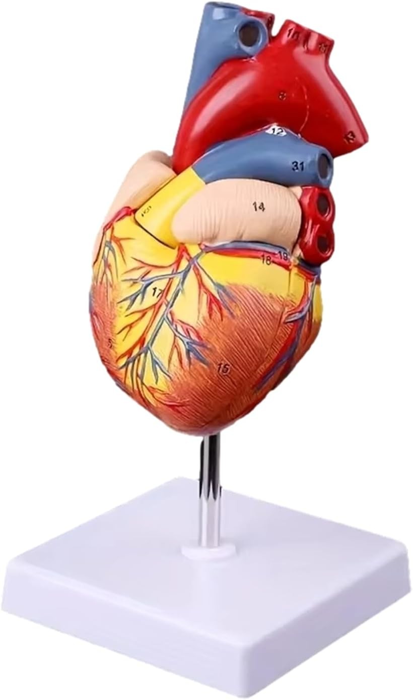 心臓模型 1:1 実物大 心臓標本 立体 解剖モデル 人体模型 構造 医学教材 医療 教育 実習