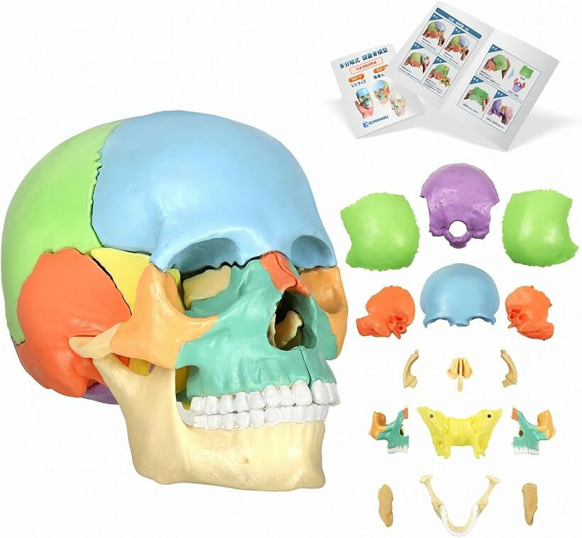 バリエーションコード : 2brrpssyu5商品コード2brrr39k8f商品名頭蓋骨模型 1/2サイズ カラー 人体模型 理学療法士監修 ミニ模型 骨格 顎関節 歯科 手のひらサイズ 解剖学 日本語説明書付きブランドKIYOMARU「扱いやすい手のひらサイズの15分解」 高さ約10cmというサイズながら、頭蓋骨の主要な構成を10種類15パーツに分解可能。顎関節の動きや内側の構造も再現されており、デスクや受付に置いても邪魔にならず、いつでも手に取って確認できます。「整体やサロン、歯科の卓上説明ツールとして」整体・サロンでの小顔矯正、頭の歪みの説明、歯科での噛み合わせの説明やなどに最適です。患者様の目の前で手軽に分解して見せることで、施術への納得感と信頼感を高めるコミュニケーションツールとして活躍します。「マグネット吸着式」 小さなパーツを快適に扱えるよう、接続部にはマグネットを採用。パーツが崩れることなく、安定した分解・組み立てが可能です。「「図解入り日本語説明書が付属」 小さくても本格派。各パーツの名称だけでなく、分解-組立の代表的な手順を解説した説明書が付属。届いたその日から迷うことなく学習やディスプレイに活用いただけます。「サイズ」幅13cmx奥行8cmx高さ10cm　重量 約210g「原産国」中国※ 他ネットショップでも併売しているため、ご注文後に在庫切れとなる場合があります。予めご了承ください。※ 品薄または希少等の理由により、参考価格よりも高い価格で販売されている場合があります。ご注文の際には必ず販売価格をご確認ください。※ 沖縄県、離島または一部地域の場合、別途送料の負担をお願いする場合があります。予めご了承ください。※ お使いのモニタにより写真の色が実際の商品の色と異なる場合や、イメージに差異が生じることがあります。予めご了承ください。※ 商品の詳細（カラー・数量・サイズ 等）については、ページ内の商品説明をご確認のうえ、ご注文ください。※ モバイル版・スマホ版ページでは、お使いの端末によっては一部の情報が表示されないことがあります。すべての記載情報をご確認するには、PC版ページをご覧ください。