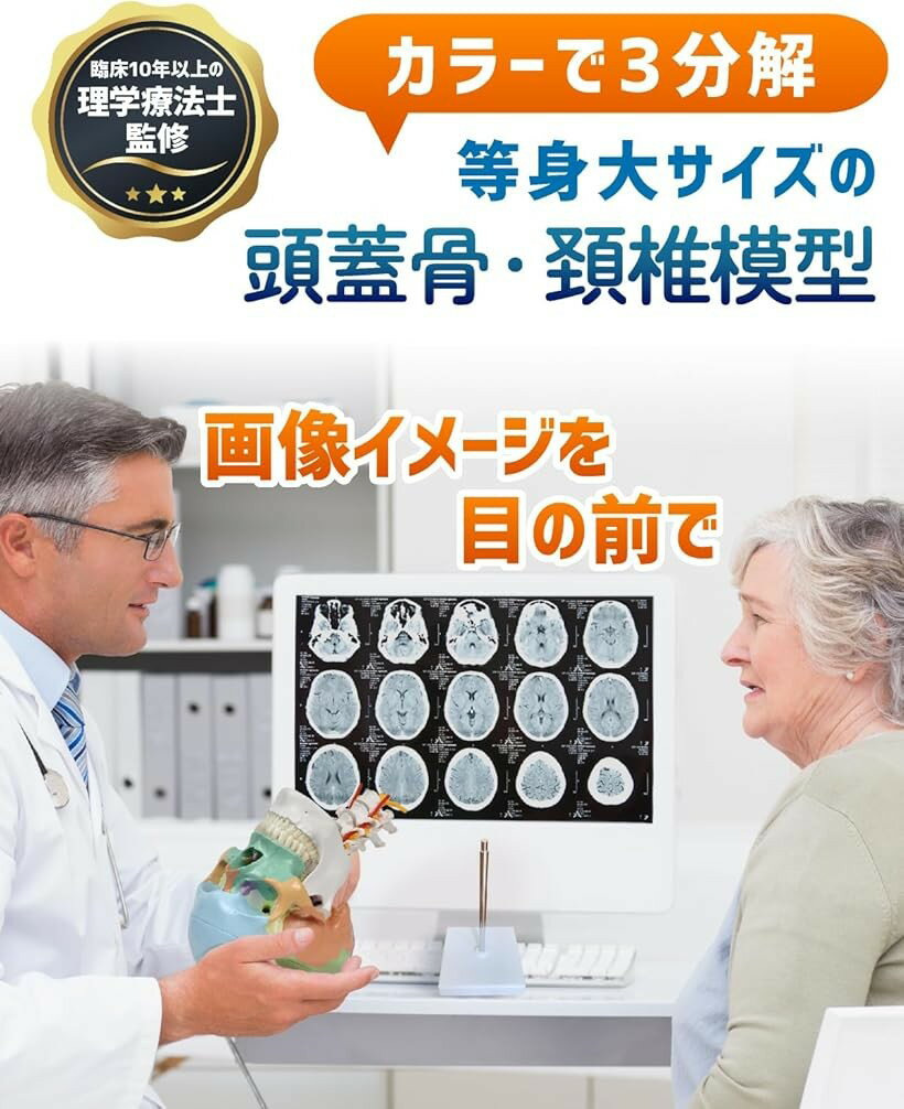 カラー頚椎頭蓋骨模型 人体模型 理学療法士監修...の紹介画像2